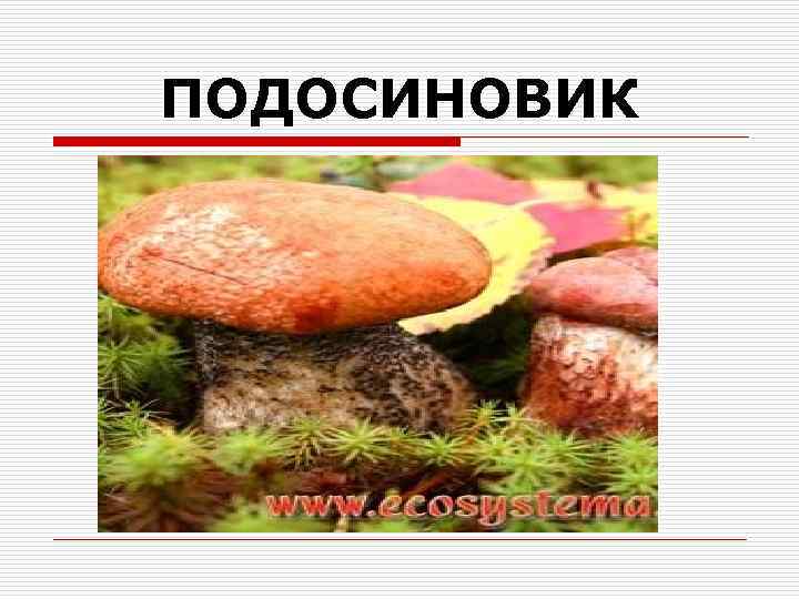 ПОДОСИНОВИК 