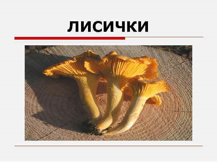 ЛИСИЧКИ 