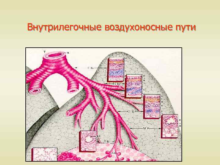 Воздухоносные пути. Внутрилегочные воздухоносные. Строение воздухоносных путей. Схема воздухоносных путей.