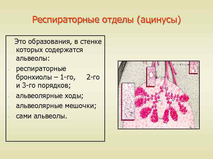 Респираторные отделы (ацинусы) - - Это образования, в стенке которых содержатся альвеолы: респираторные бронхиолы