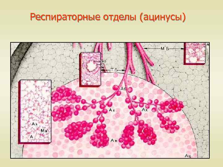 Респираторные отделы (ацинусы) 