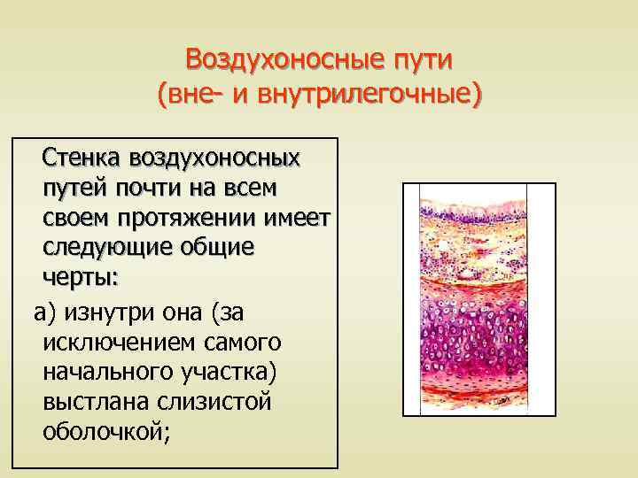 Воздухоносные пути (вне- и внутрилегочные) Стенка воздухоносных путей почти на всем своем протяжении имеет