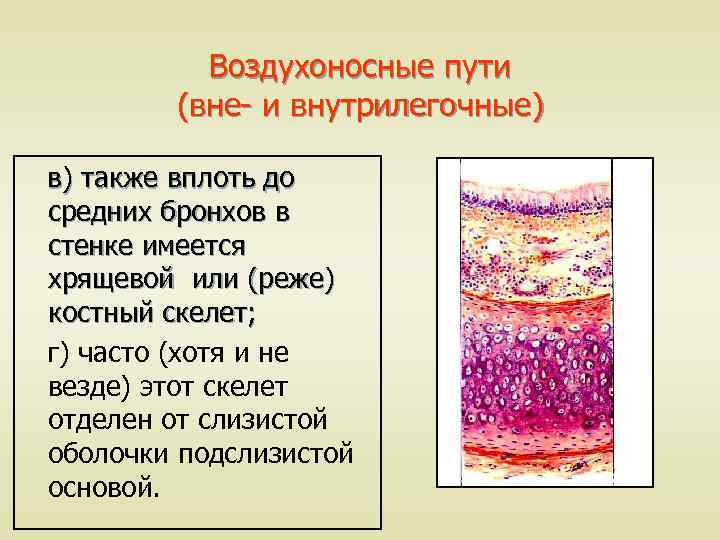 Воздухоносные пути (вне- и внутрилегочные) в) также вплоть до средних бронхов в стенке имеется