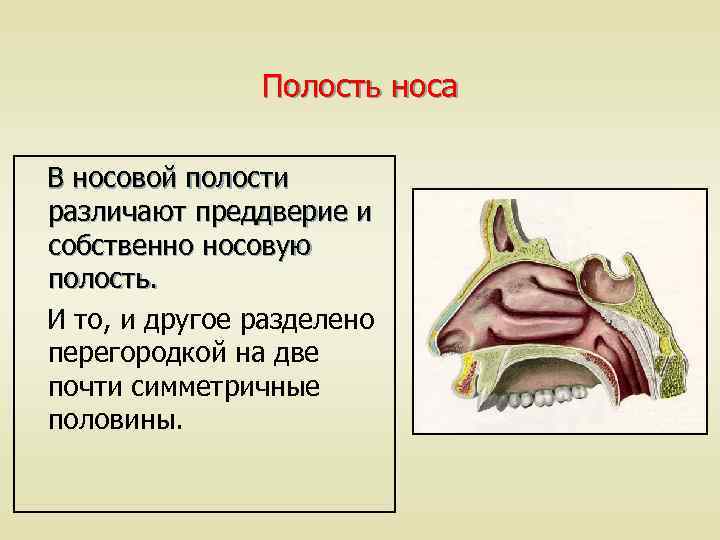 Преддверие полости. В образовании перегородки полости носа участвуют. Преддверие полости носа. В полости носа различают. Преддверие носа и полость носа.