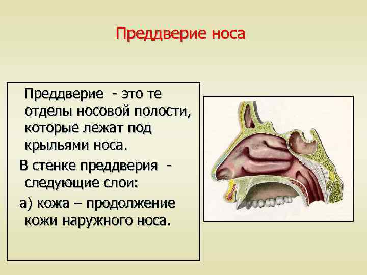 Преддверие это. Отделы полости носа. Преддверие носовой полости. Преддверие носа и полость носа.