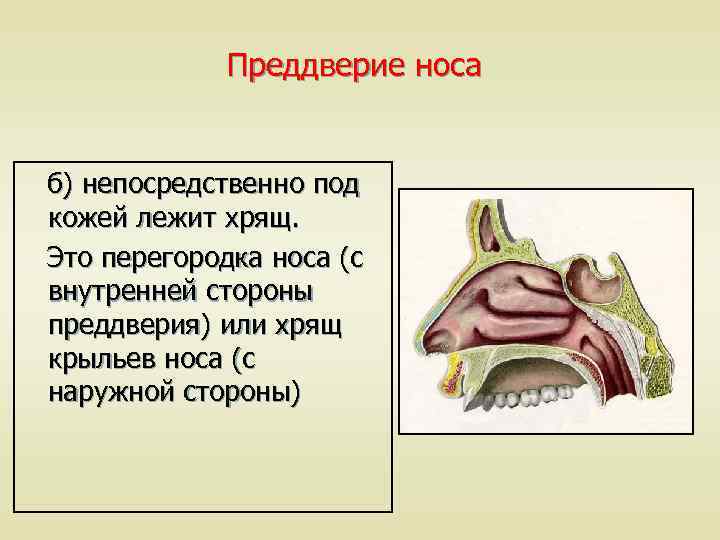 Преддверие носа б) непосредственно под кожей лежит хрящ. Это перегородка носа (с внутренней стороны