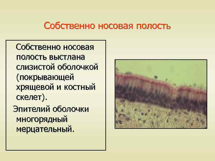 Собственно носовая полость выстлана слизистой оболочкой (покрывающей хрящевой и костный скелет). Эпителий оболочки многорядный