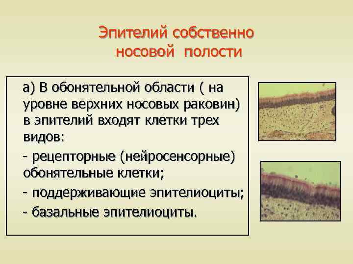 Эпителий собственно носовой полости а) В обонятельной области ( на уровне верхних носовых раковин)
