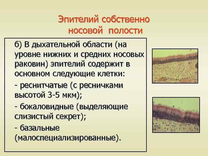 Эпителий собственно носовой полости б) В дыхательной области (на уровне нижних и средних носовых