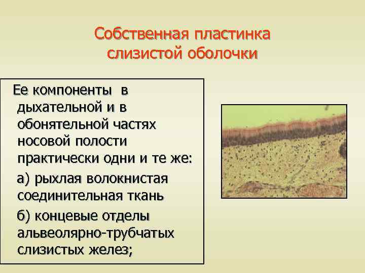 Собственная пластинка слизистой оболочки Ее компоненты в дыхательной и в обонятельной частях носовой полости