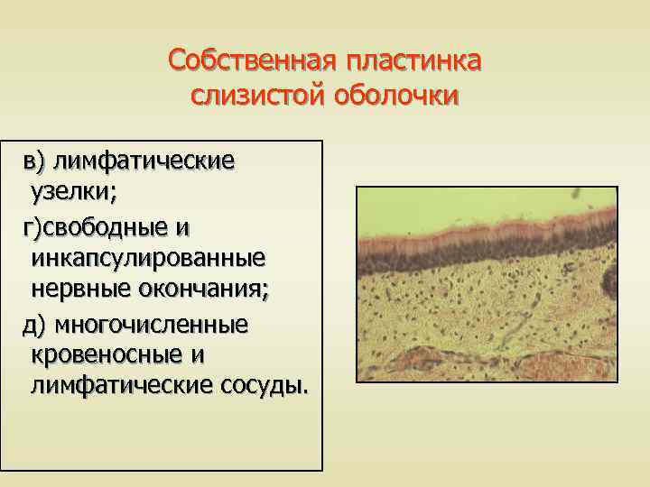 Собственная пластинка слизистой оболочки в) лимфатические узелки; г)свободные и инкапсулированные нервные окончания; д) многочисленные