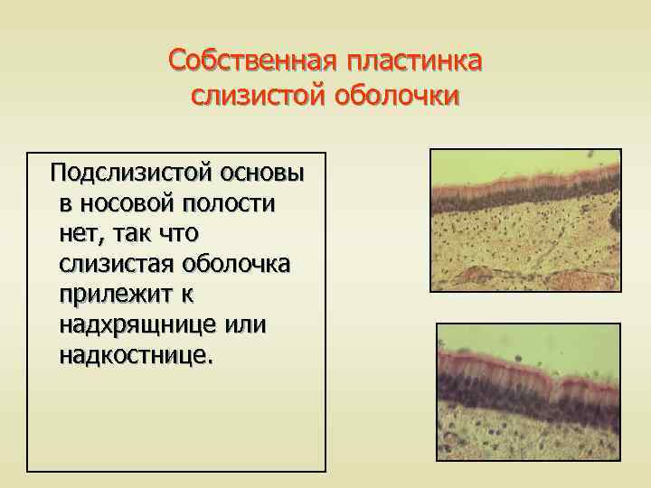 Собственная пластинка слизистой оболочки Подслизистой основы в носовой полости нет, так что слизистая оболочка