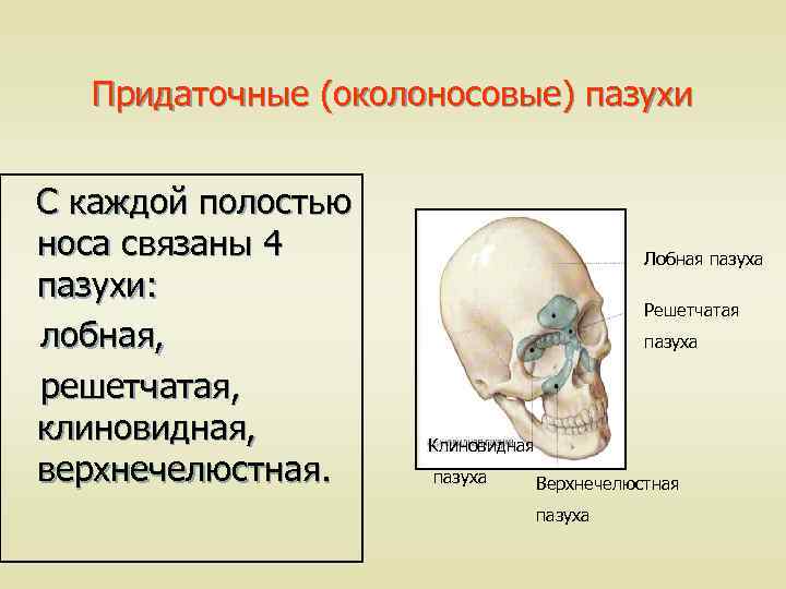 Околоносовые пазухи. Околоносовые придаточные пазухи. Околоносовые пазухи функции. Придаточные пазухи полости носа. Придаточные (околоносовые) пазухи носа.