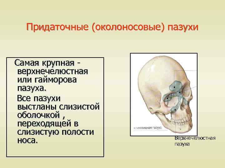 Придаточные (околоносовые) пазухи Самая крупная верхнечелюстная или гайморова пазуха. Все пазухи выстланы слизистой оболочкой