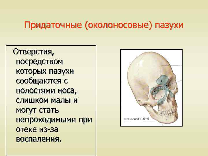 Придаточные (околоносовые) пазухи Отверстия, посредством которых пазухи сообщаются с полостями носа, слишком малы и