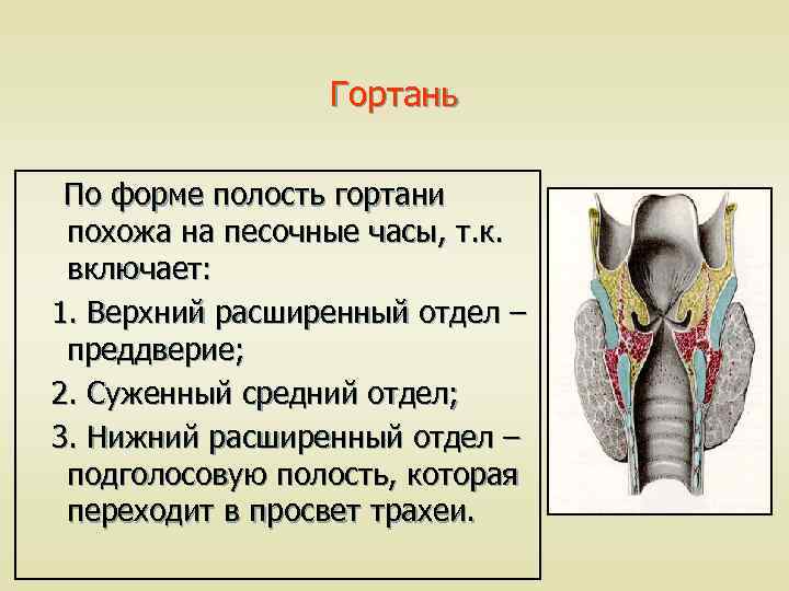 Гортань По форме полость гортани похожа на песочные часы, т. к. включает: 1. Верхний