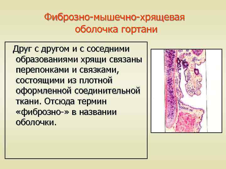 Фиброзно-мышечно-хрящевая оболочка гортани Друг с другом и с соседними образованиями хрящи связаны перепонками и