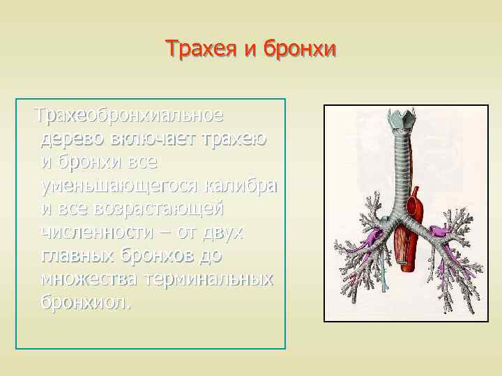 Трахея на латинском. Бронхоскопия анатомия бронхиального дерева. Эндоскопическая анатомия бронхиального дерева. Трахея и бронхи. Строение трахеи и бронхов.