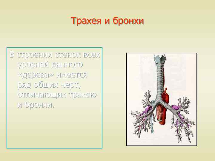 Трахея на картинке