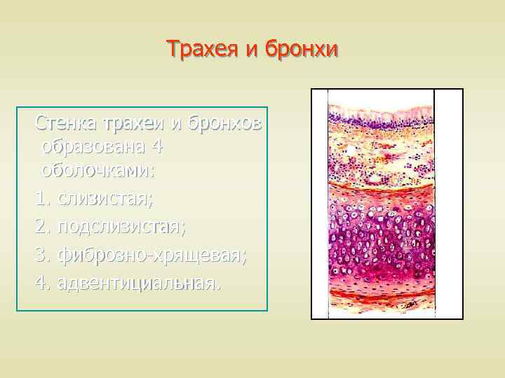 Стенка трахеи состоит из следующих слоев у животных