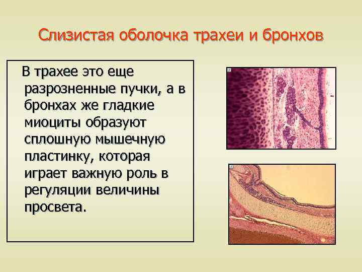 Слизистая оболочка трахеи и бронхов