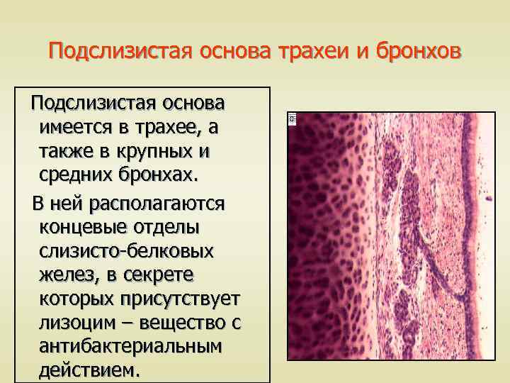 Отдел слизистый. Подслизистая основа трахеи гистология ткань. Железы в подслизистой основе трахеи. Концевые отделы слизистых желез. Слизистая оболочка бронхов и трахеи покрыта.