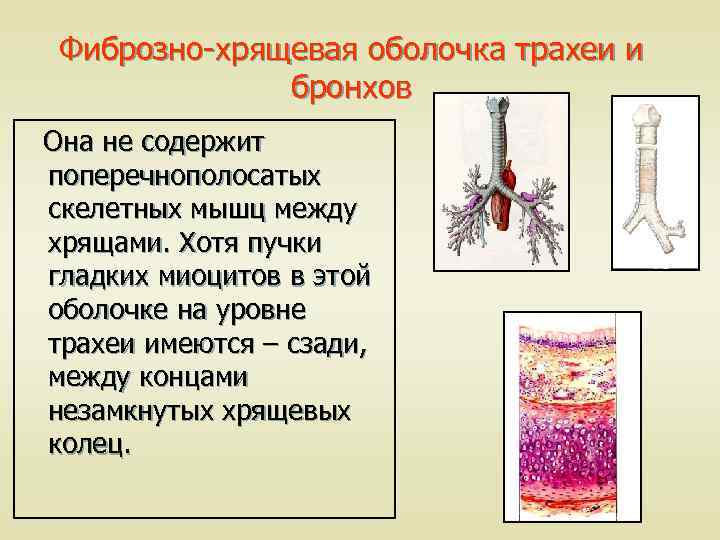 Фиброзно-хрящевая оболочка трахеи и бронхов Она не содержит поперечнополосатых скелетных мышц между хрящами. Хотя