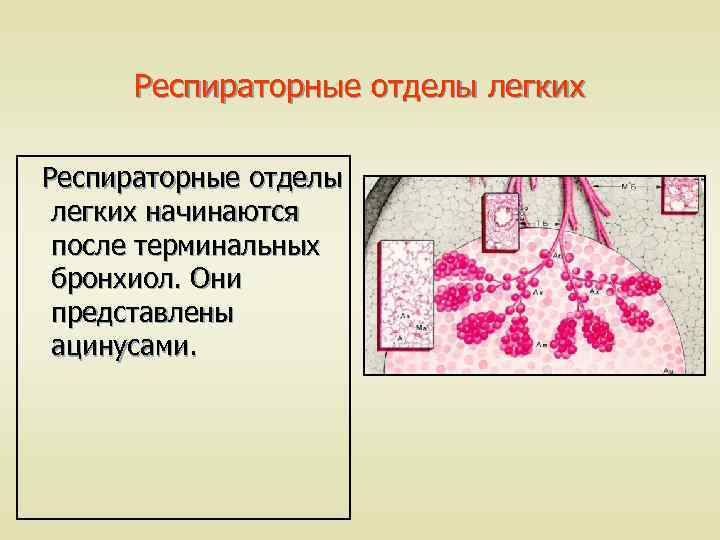 Респираторные отделы легких начинаются после терминальных бронхиол. Они представлены ацинусами. 