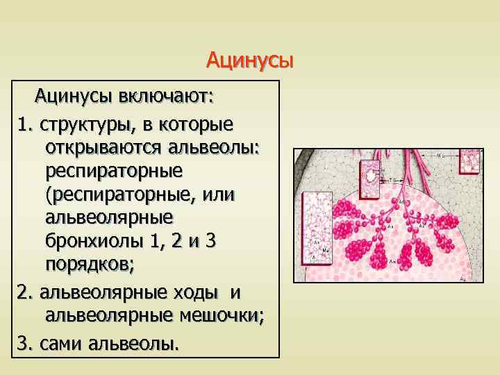 Ацинусы включают: 1. структуры, в которые открываются альвеолы: респираторные (респираторные, или альвеолярные бронхиолы 1,