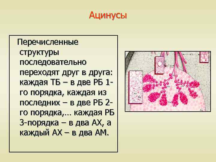 Ацинусы Перечисленные структуры последовательно переходят друг в друга: каждая ТБ – в две РБ