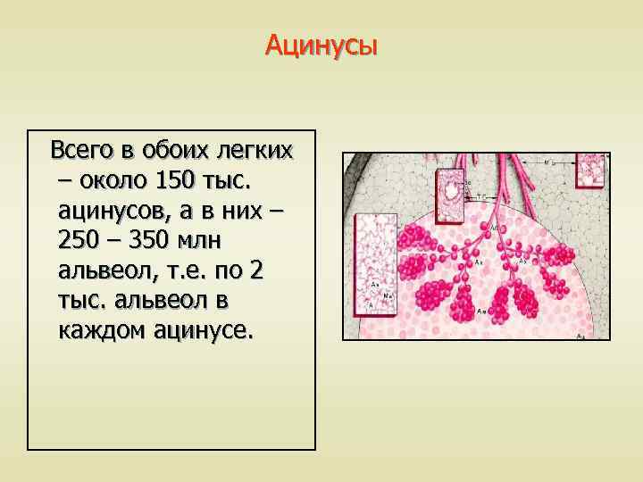 Ацинусы Всего в обоих легких – около 150 тыс. ацинусов, а в них –