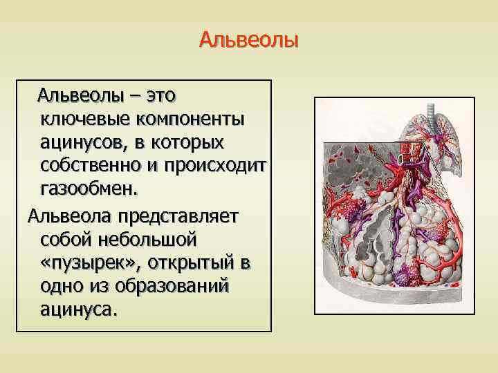 Альвеолы – это ключевые компоненты ацинусов, в которых собственно и происходит газообмен. Альвеола представляет