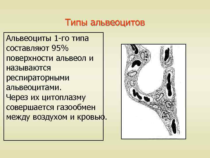Типы альвеоцитов Альвеоциты 1 -го типа составляют 95% поверхности альвеол и называются респираторными альвеоцитами.