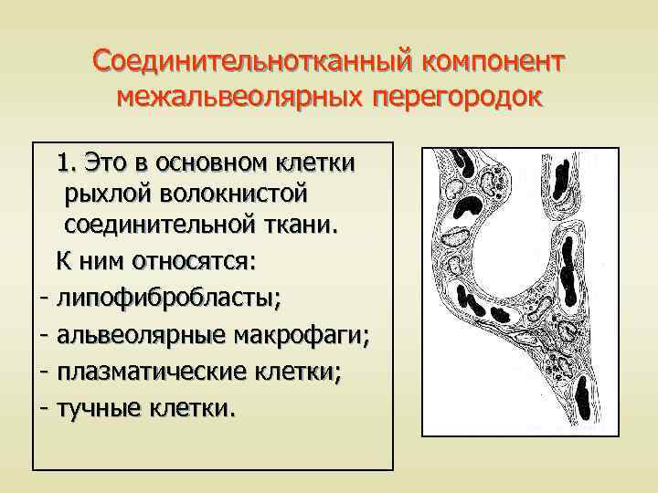Соединительнотканный компонент межальвеолярных перегородок 1. Это в основном клетки рыхлой волокнистой соединительной ткани. К