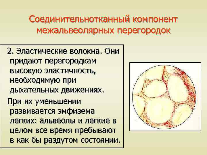Соединительнотканный компонент межальвеолярных перегородок 2. Эластические волокна. Они придают перегородкам высокую эластичность, необходимую при