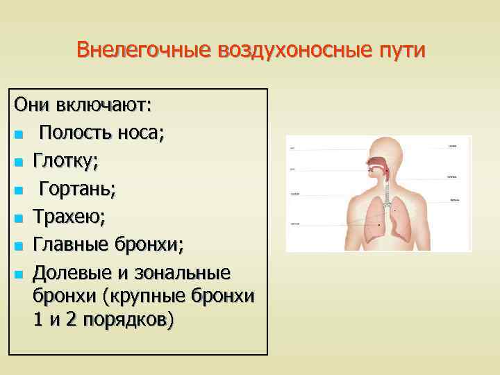 Тканевые элементы стенки воздухоносных путей