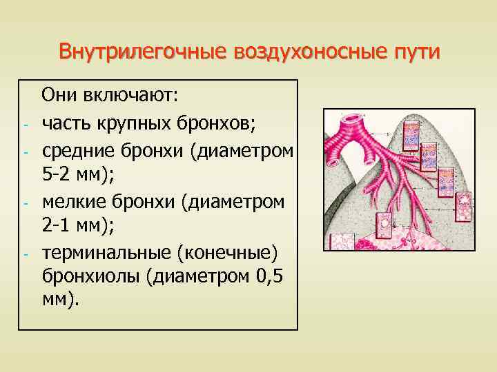 Какими цифрами обозначены изображения эпителиев воздухоносных путей