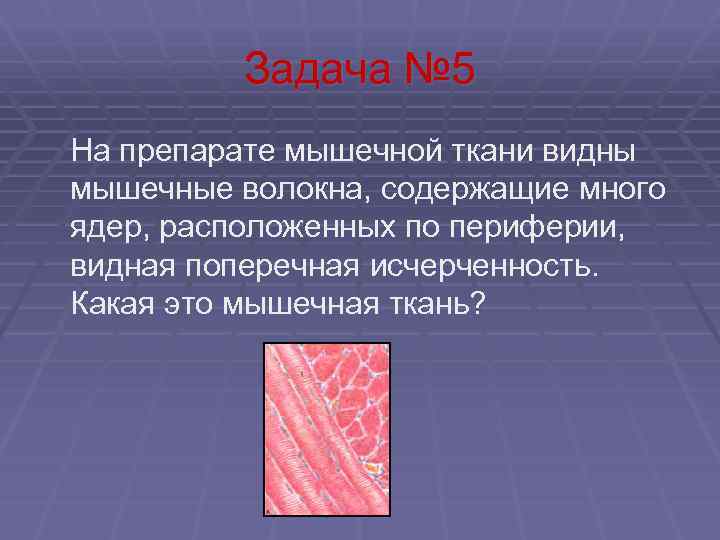 Несколько ядер. Белки мышечной ткани. Расположение ядер в мышечной ткани. Мышечная ткань содержит белки. Волокна мышечной ткани ядер.