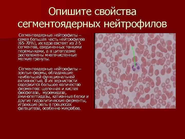 Сегментоядерные нейтрофилы повышены