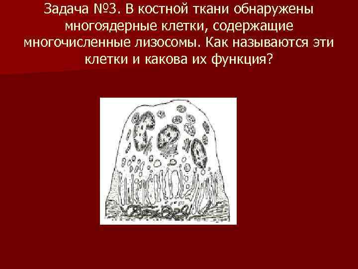  Задача № 3. В костной ткани обнаружены многоядерные клетки, содержащие многочисленные лизосомы. Как