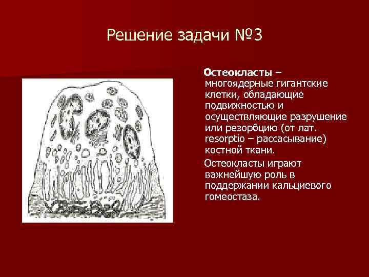 Решение задачи № 3 Остеокласты – многоядерные гигантские клетки, обладающие подвижностью и осуществляющие разрушение