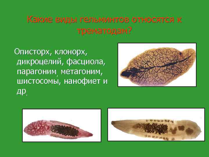 Какие виды гельминтов относятся к трематодам? Описторх, клонорх, дикроцелий, фасциола, парагоним, метагоним, шистосомы, нанофиет