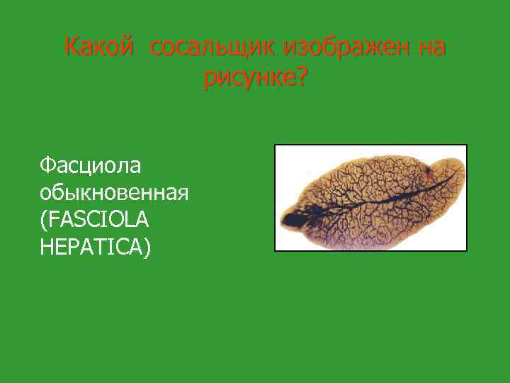 Какой сосальщик изображен на рисунке? Фасциола обыкновенная (FASCIOLA HEPATICA) 
