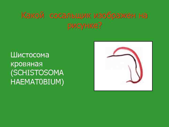 Какой сосальщик изображен на рисунке? Шистосома кровяная (SCHISTOSOMA НАЕМАТ 0 ВIUM) 