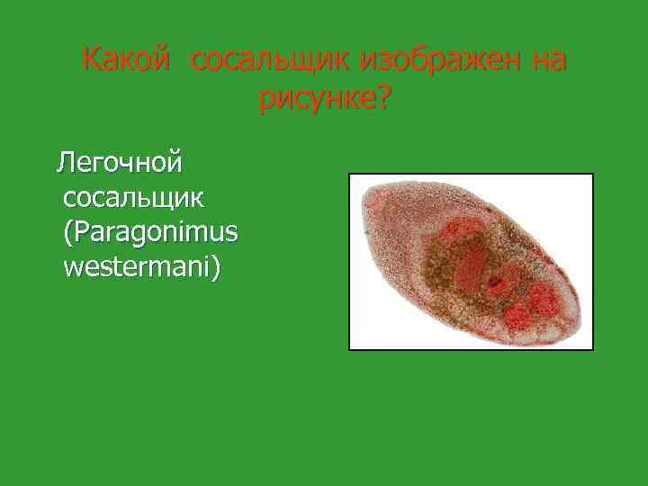Какой сосальщик изображен на рисунке? Легочной сосальщик (Paragonimus westermani) 