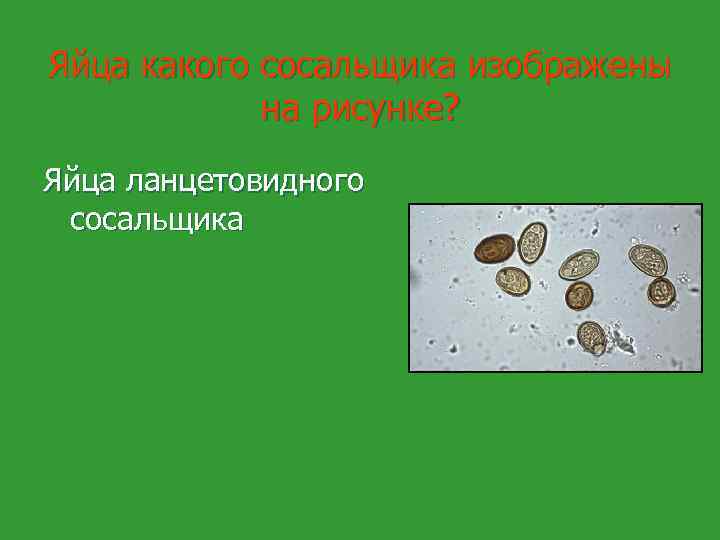 Яйца какого сосальщика изображены на рисунке? Яйца ланцетовидного сосальщика 