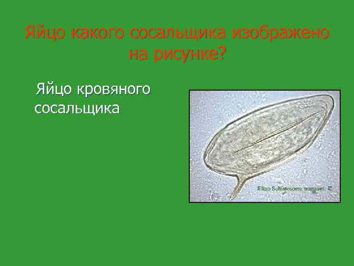 Яйцо какого сосальщика изображено на рисунке? Яйцо кровяного сосальщика 