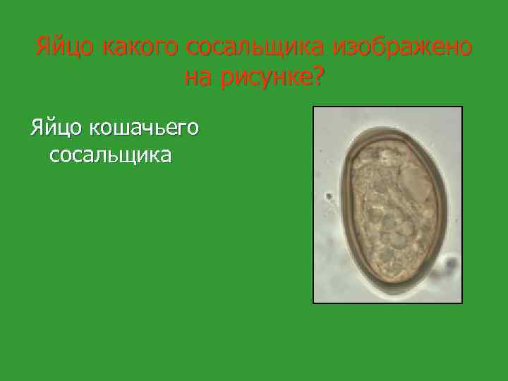 Яйца кошачьего сосальщика рисунок