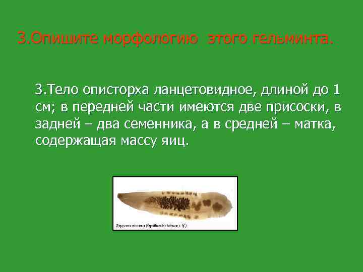 3. Опишите морфологию этого гельминта. 3. Тело описторха ланцетовидное, длиной до 1 см; в