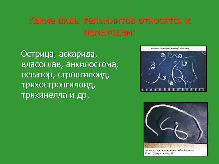 Какие виды гельминтов относятся к нематодам: Острица, аскарида, власоглав, анкилостома, некатор, стронгилоид, трихостронгилоид, трихинелла